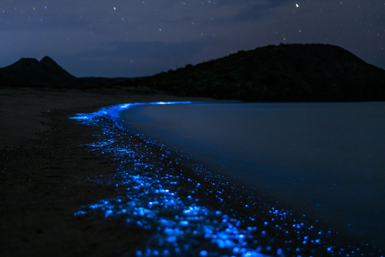 bioluminicencia oaxaca tour