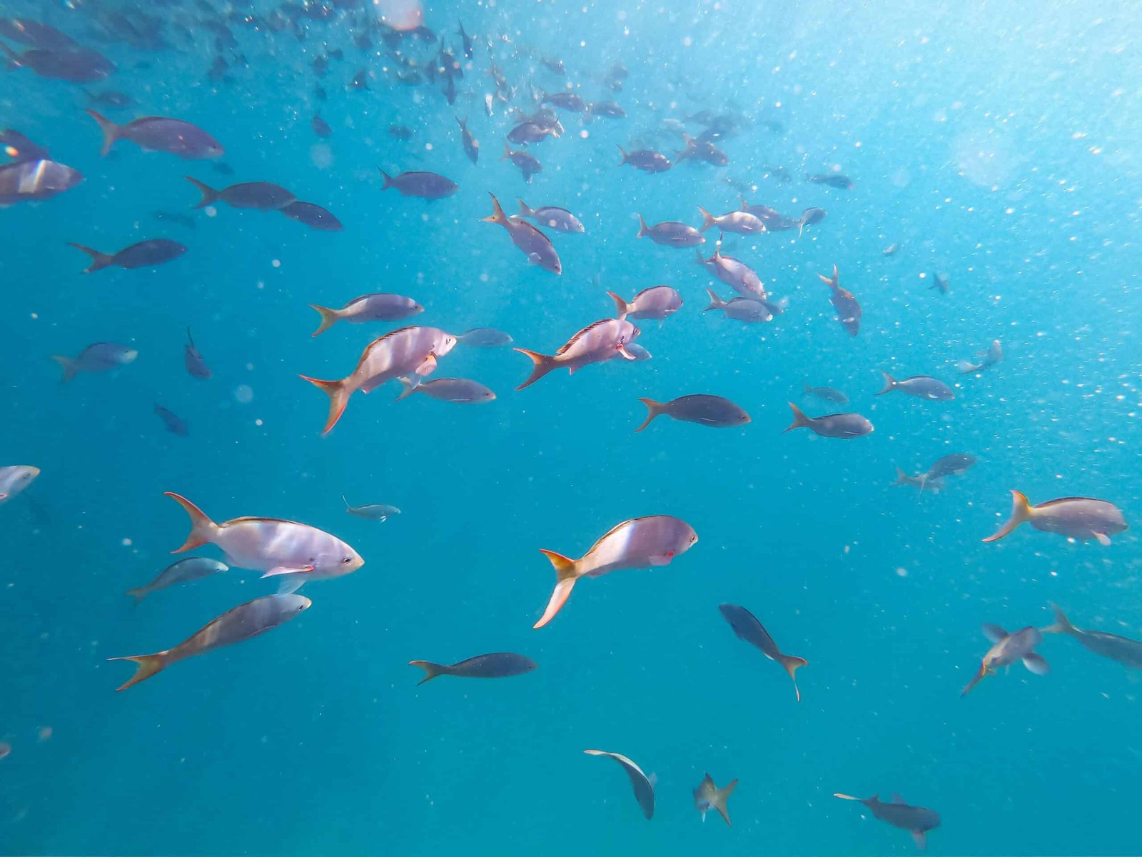 Tour a Islas Marietas