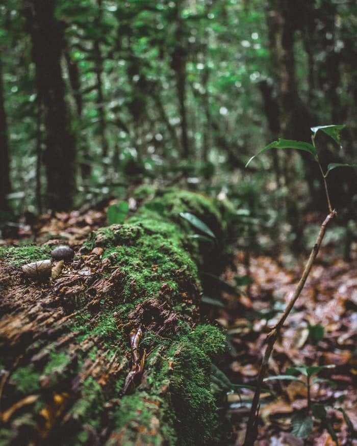 Áreas naturales protegidas de Tabasco