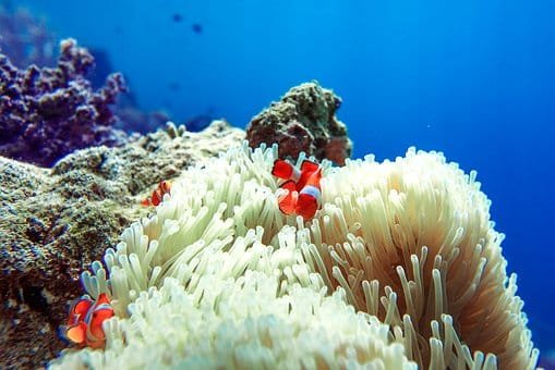 Acuario Michin Puebla