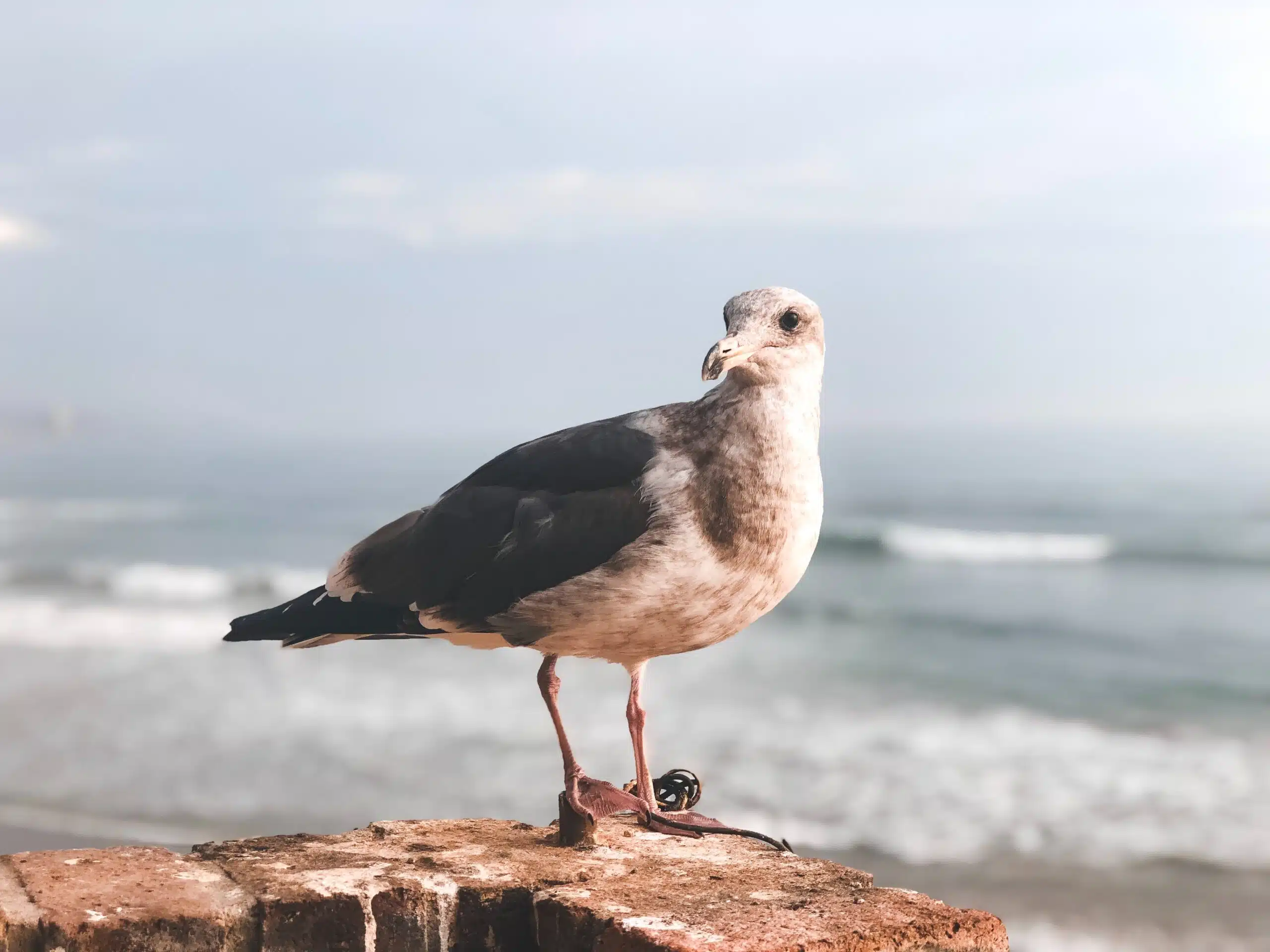 Playa Rosarito