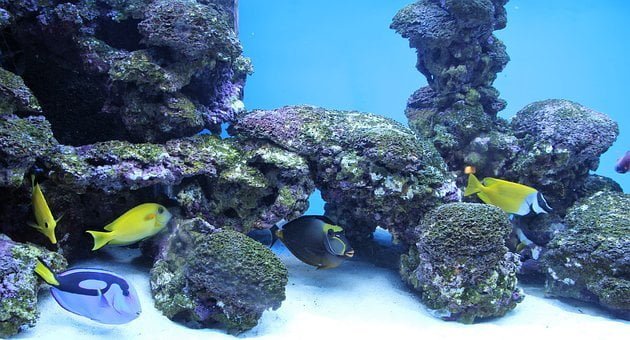 Acuario Michin Puebla