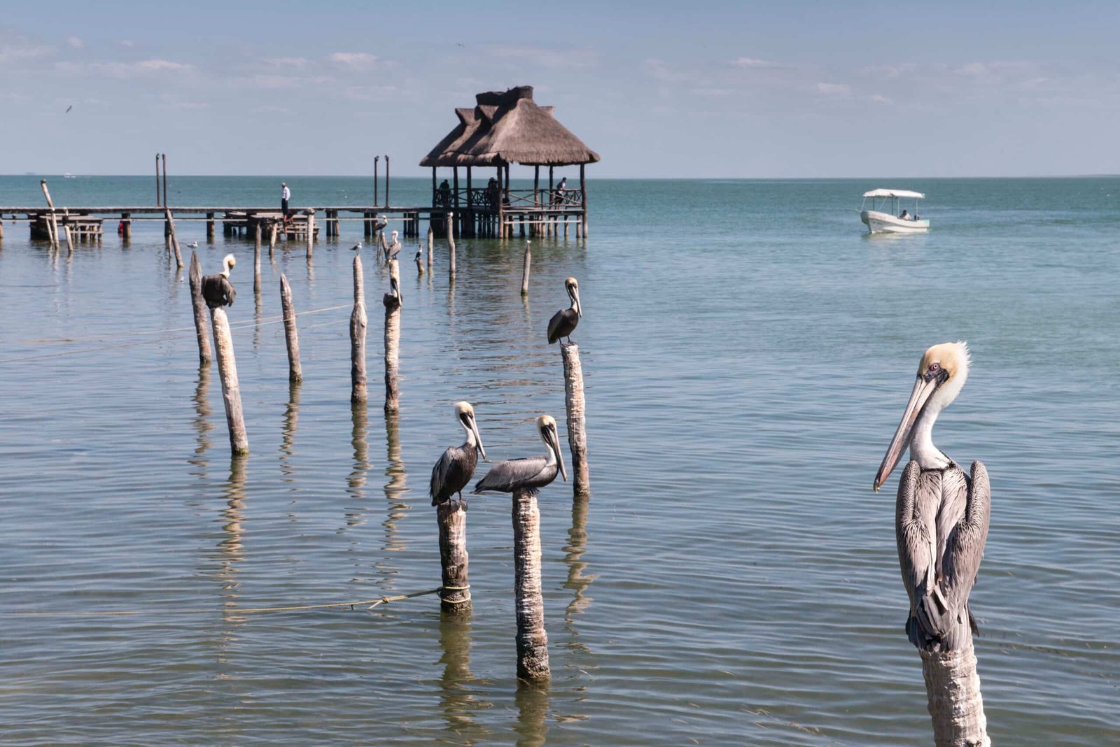 Laguna de Términos Campeche