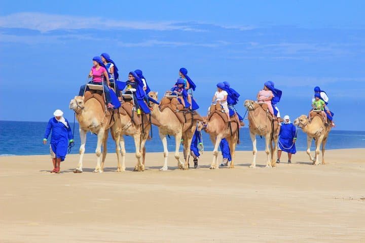 Tours en los Cabos, Safari en camello