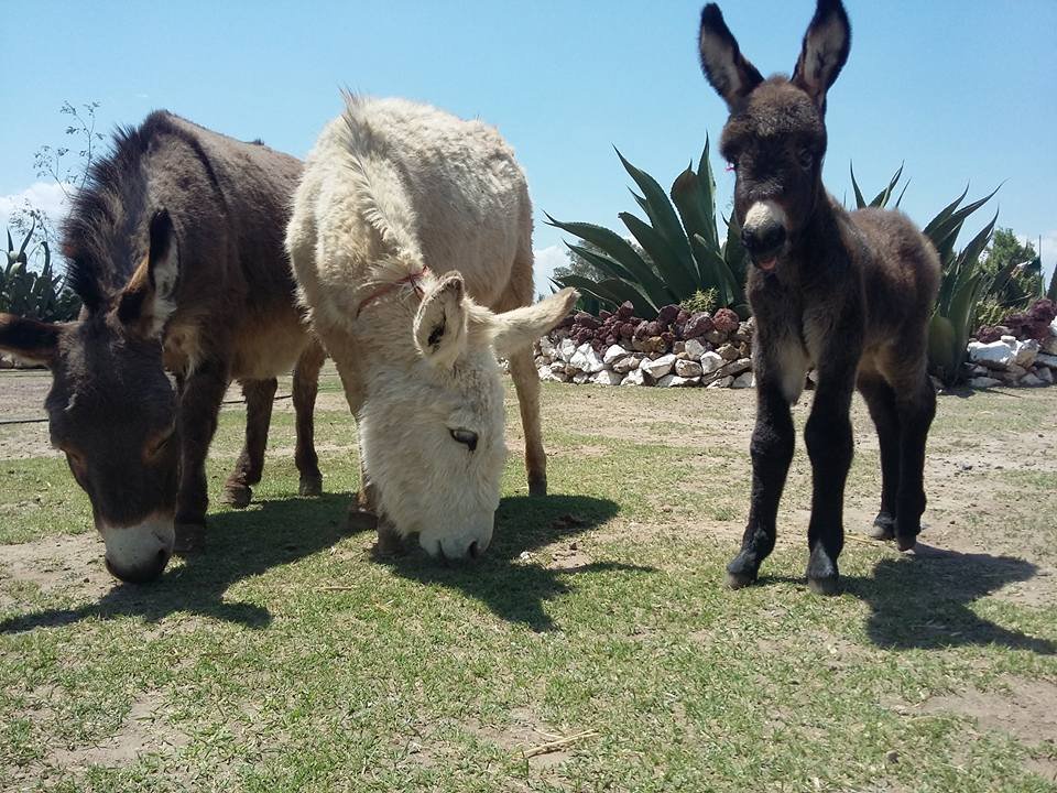 Burrolandia, Estado de México-2021